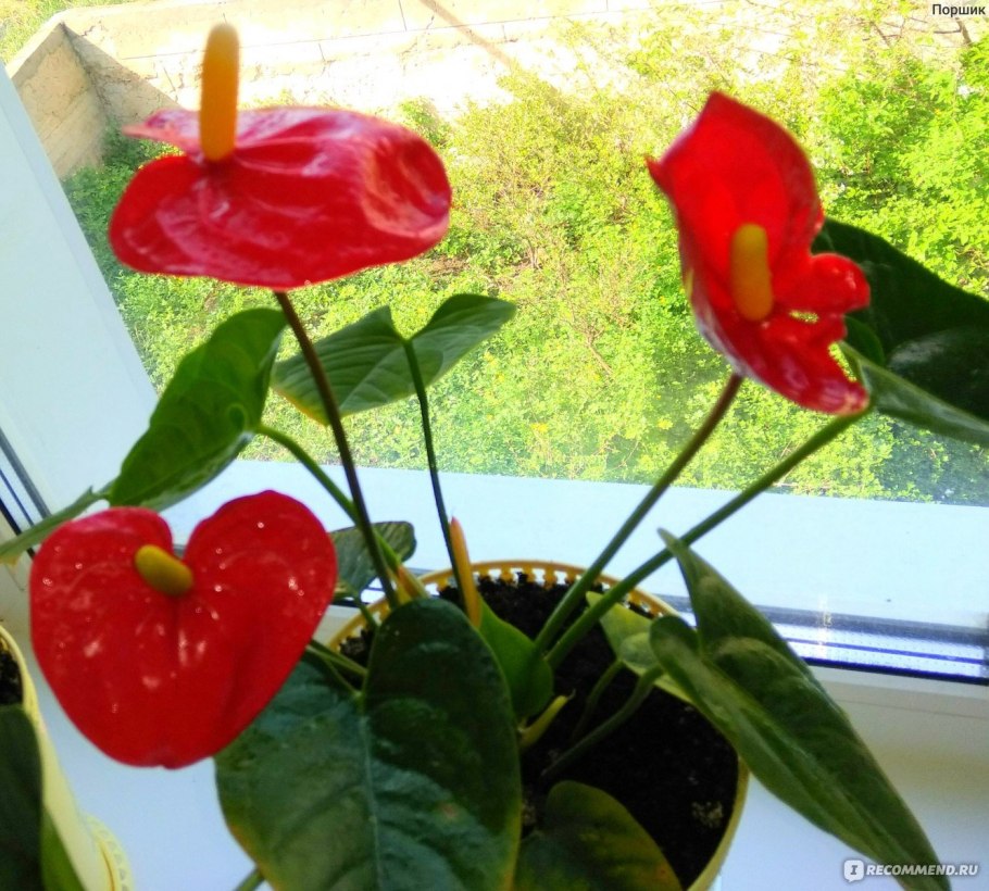 Антуриум Алегрия