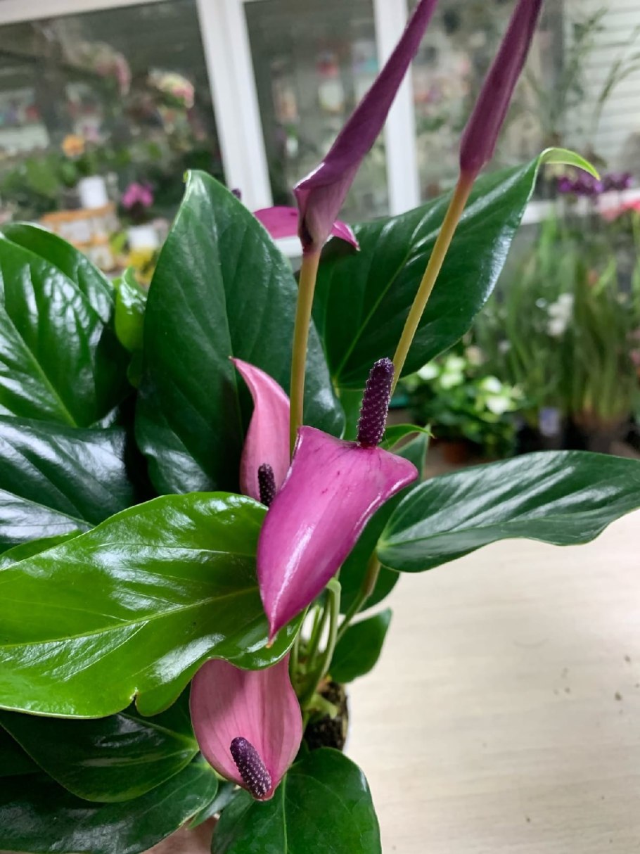 Антуриум Зизу и Лили