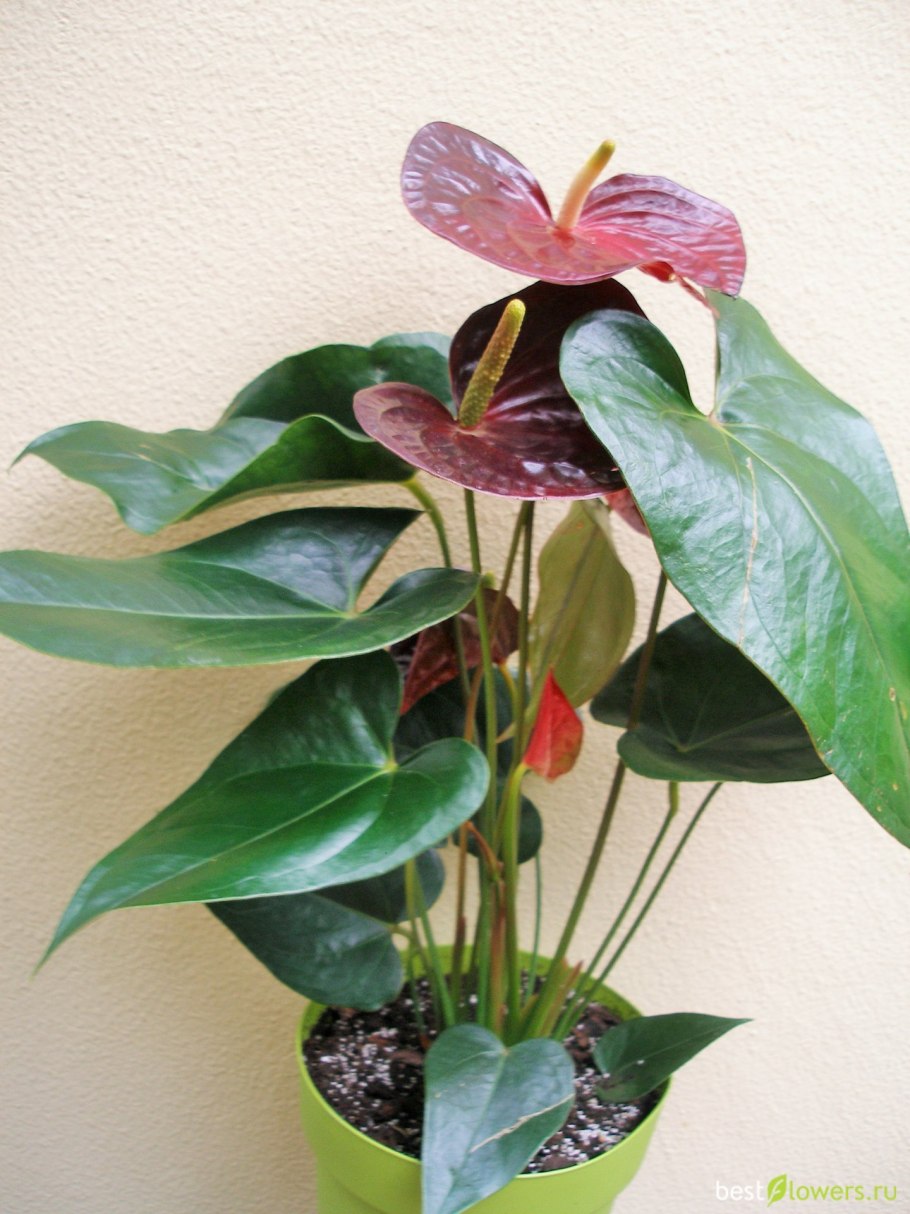 Комнатные цветочные растения