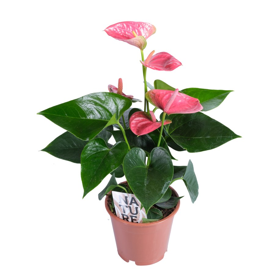 Антуриум Андрианум Блэк лав