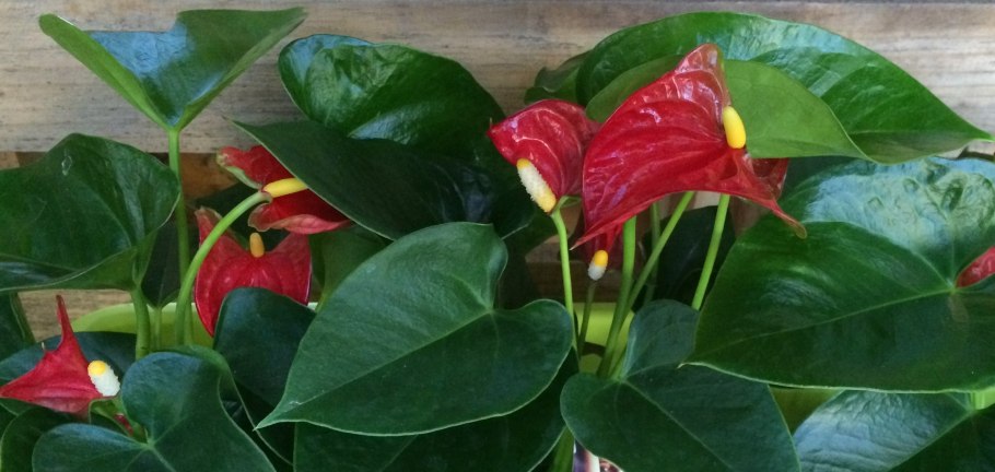 Антуриум Аляска