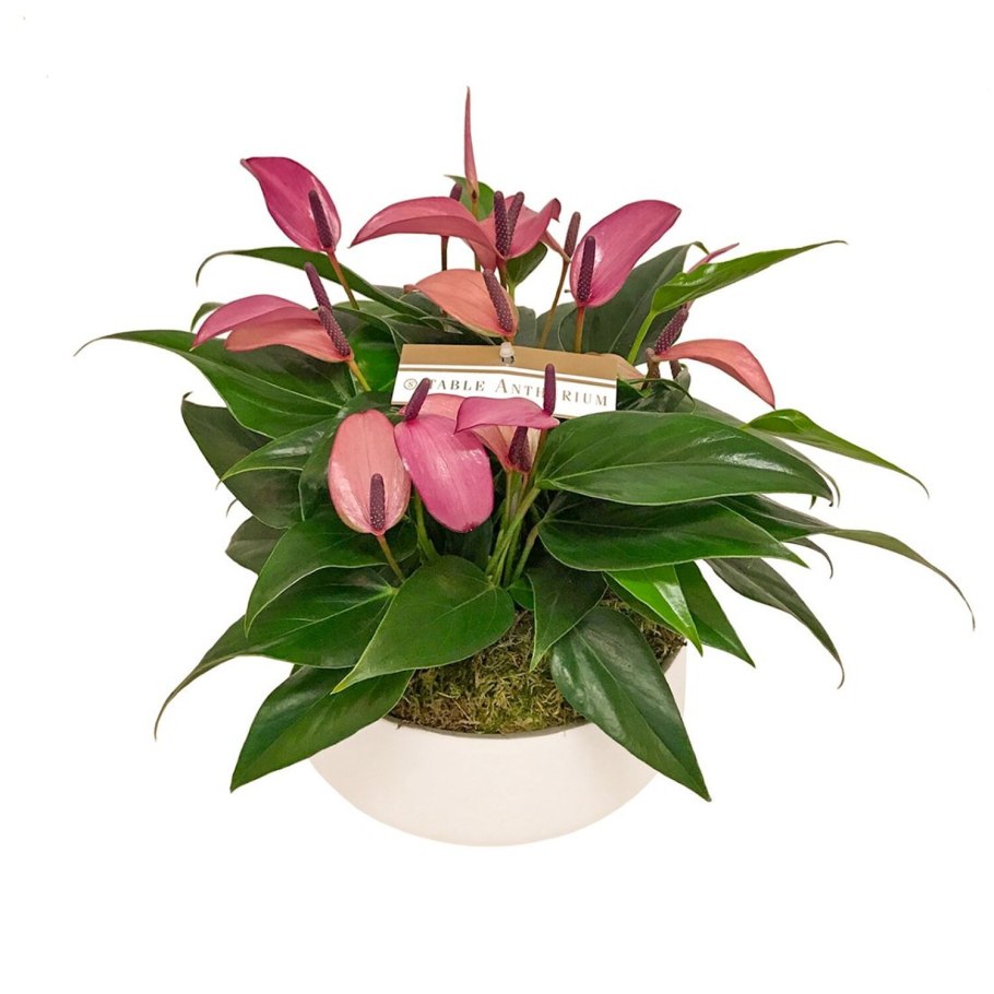 Антуриум Zizou