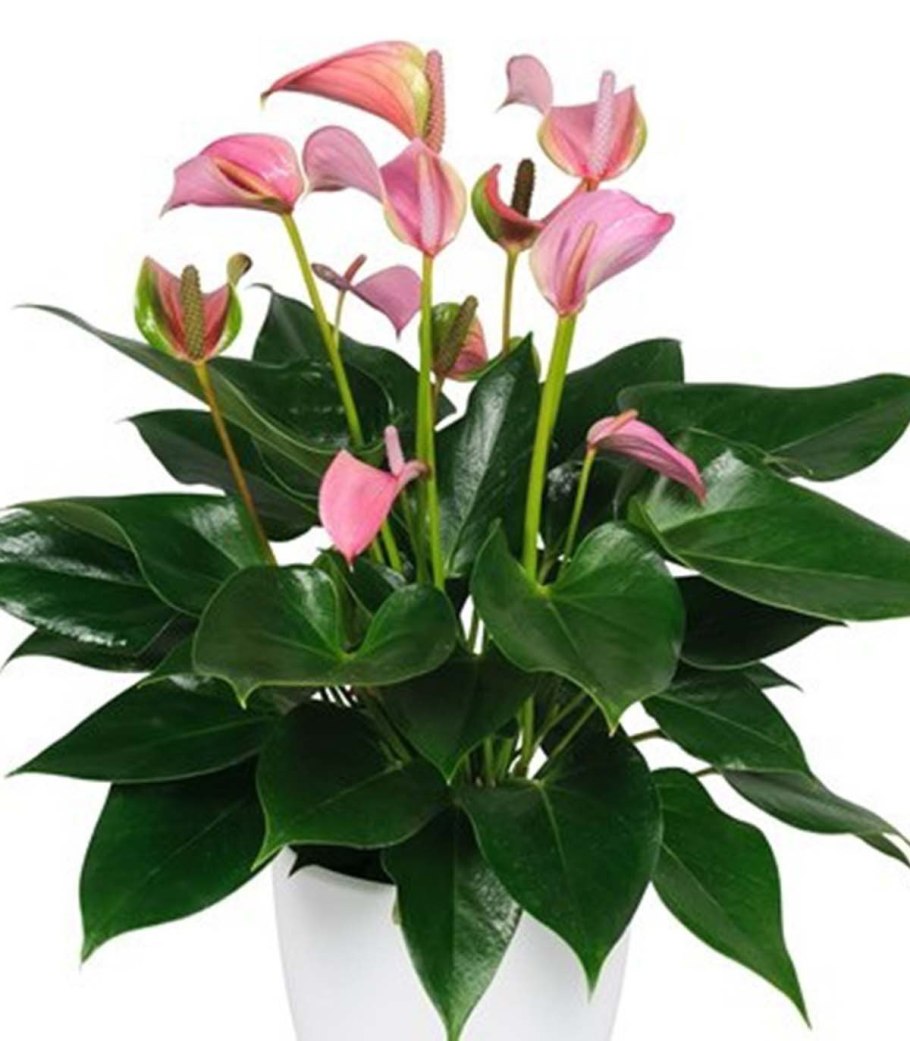 Антуриум Андрианум Зизу