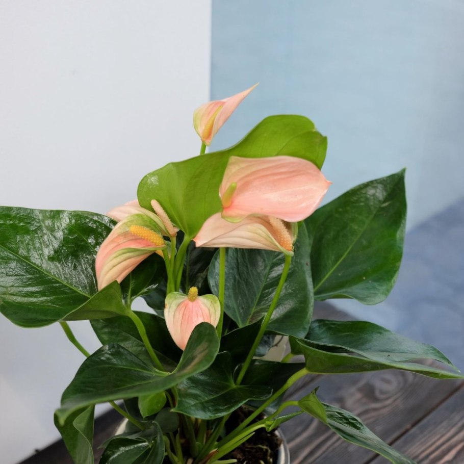 Антуриум антевекс