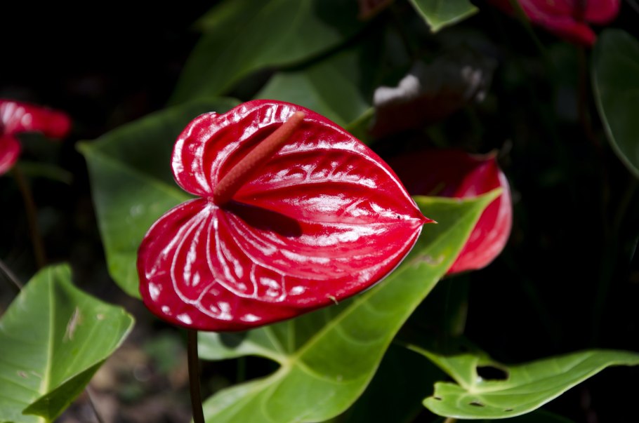 Антуриум Андрианум