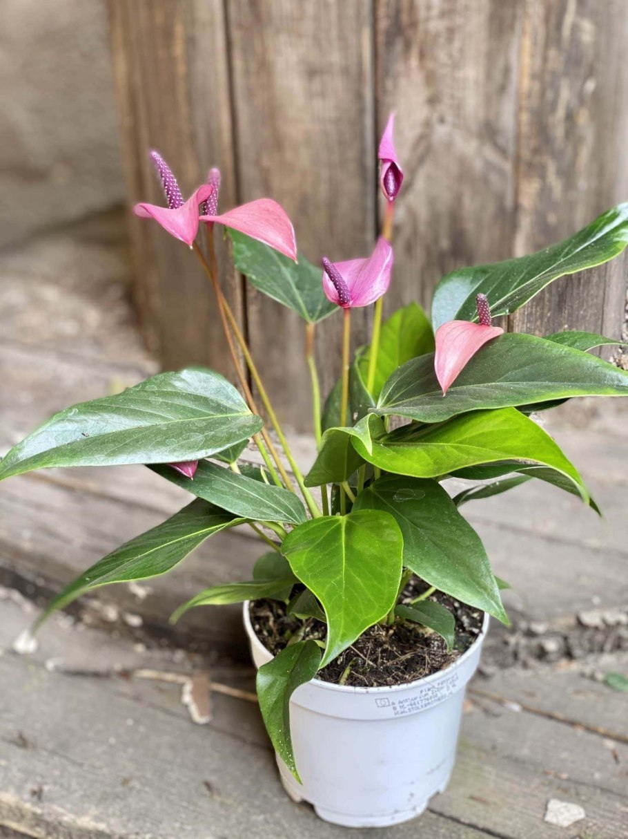 Антуриум Арроу