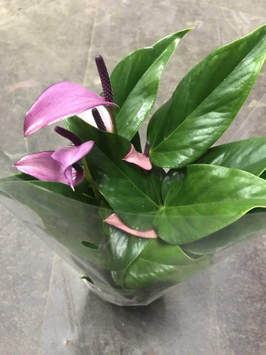 Антуриум фиолетовый Зизу