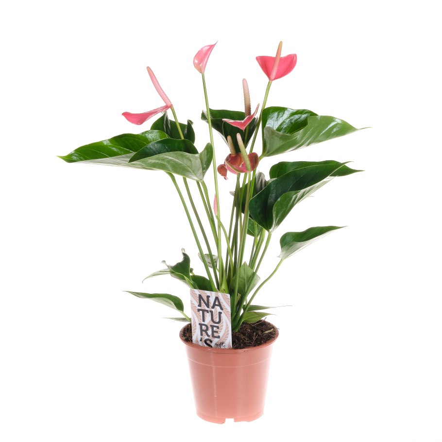 Антуриум Андрианум Зизу