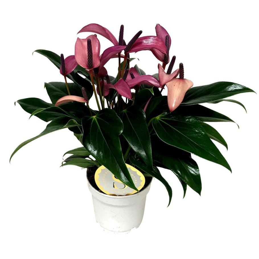 Антуриум Андре Фиорино