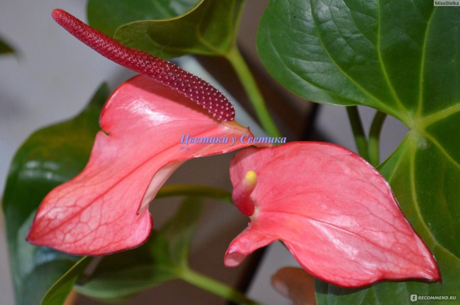 Антуриум Андре микс