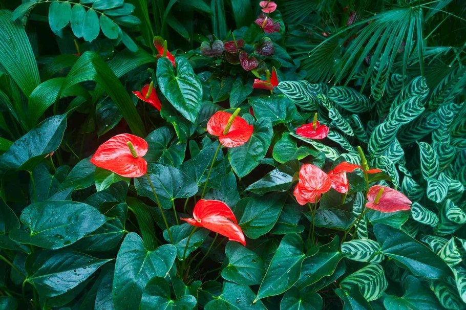 Антуриум Андрианум Джоли персиковый