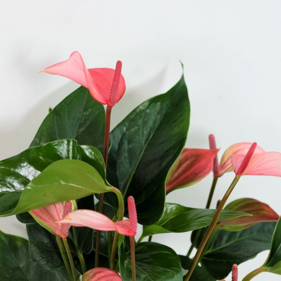 Антуриум Андрианум Джоли