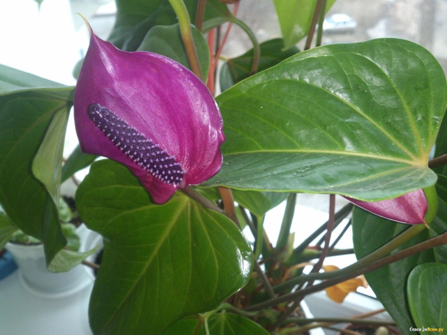 Антуриум Шерцера Алексия Блю