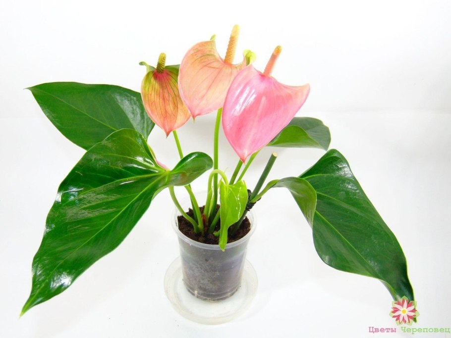 Антуриум jenmanii Lovely Green