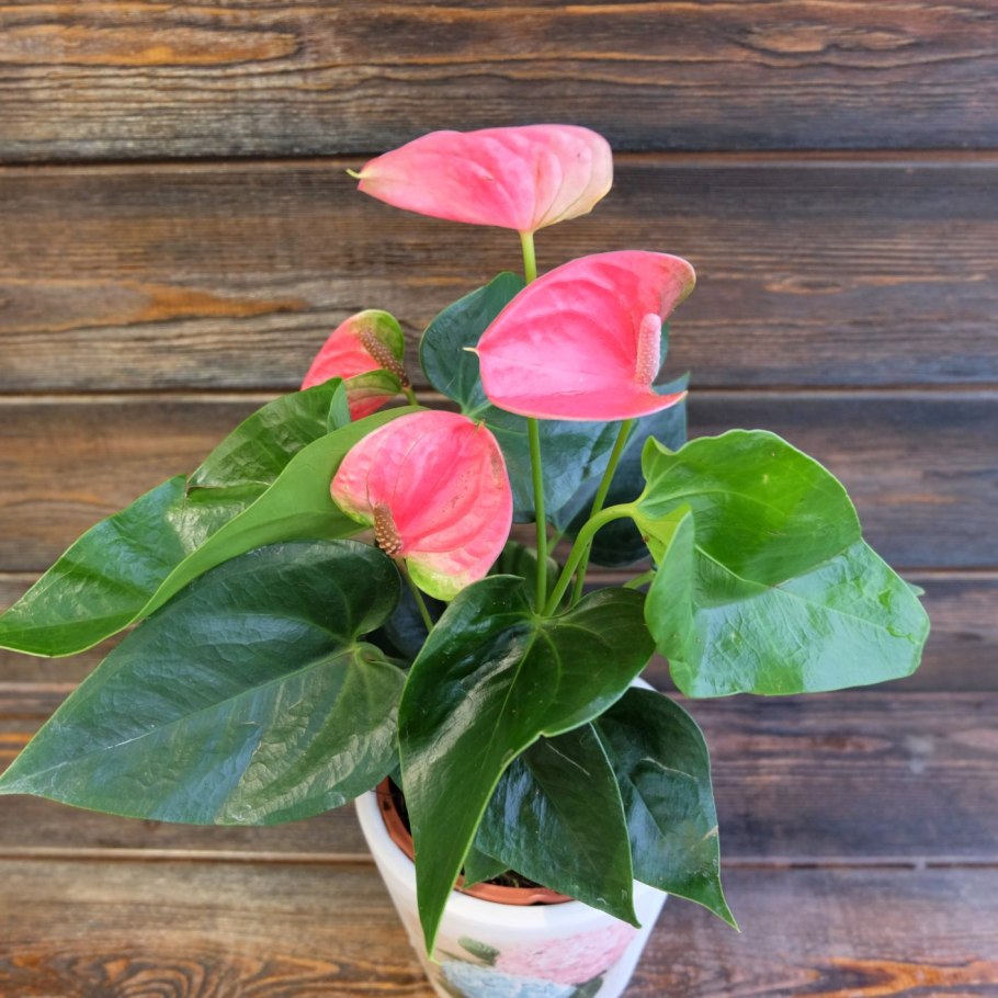 Антуриум Зизу фото