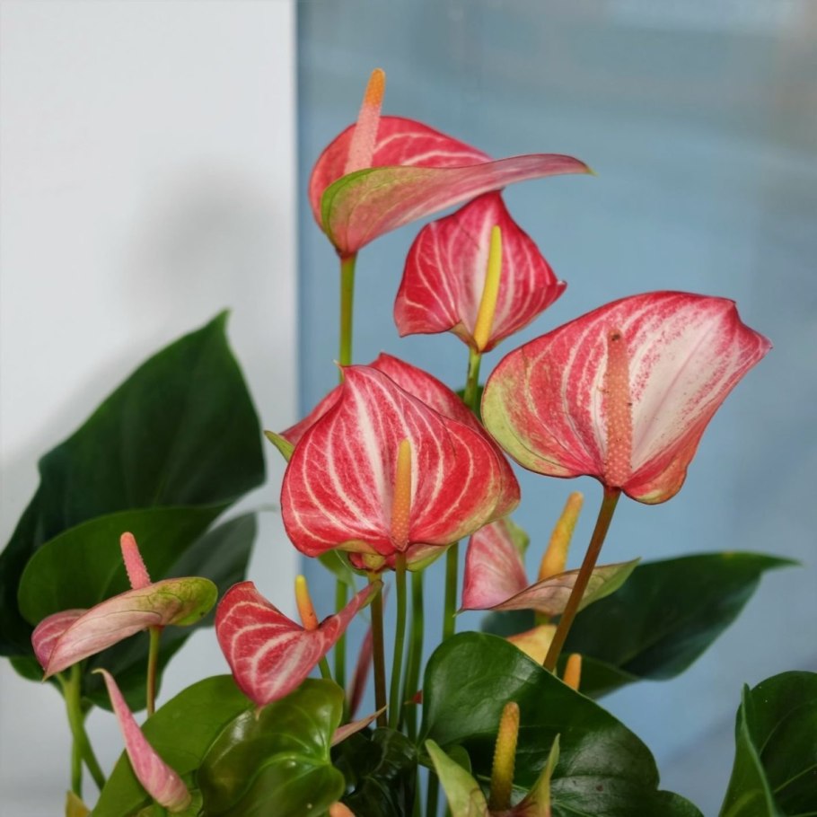 Антуриум Андре Отазу Браун