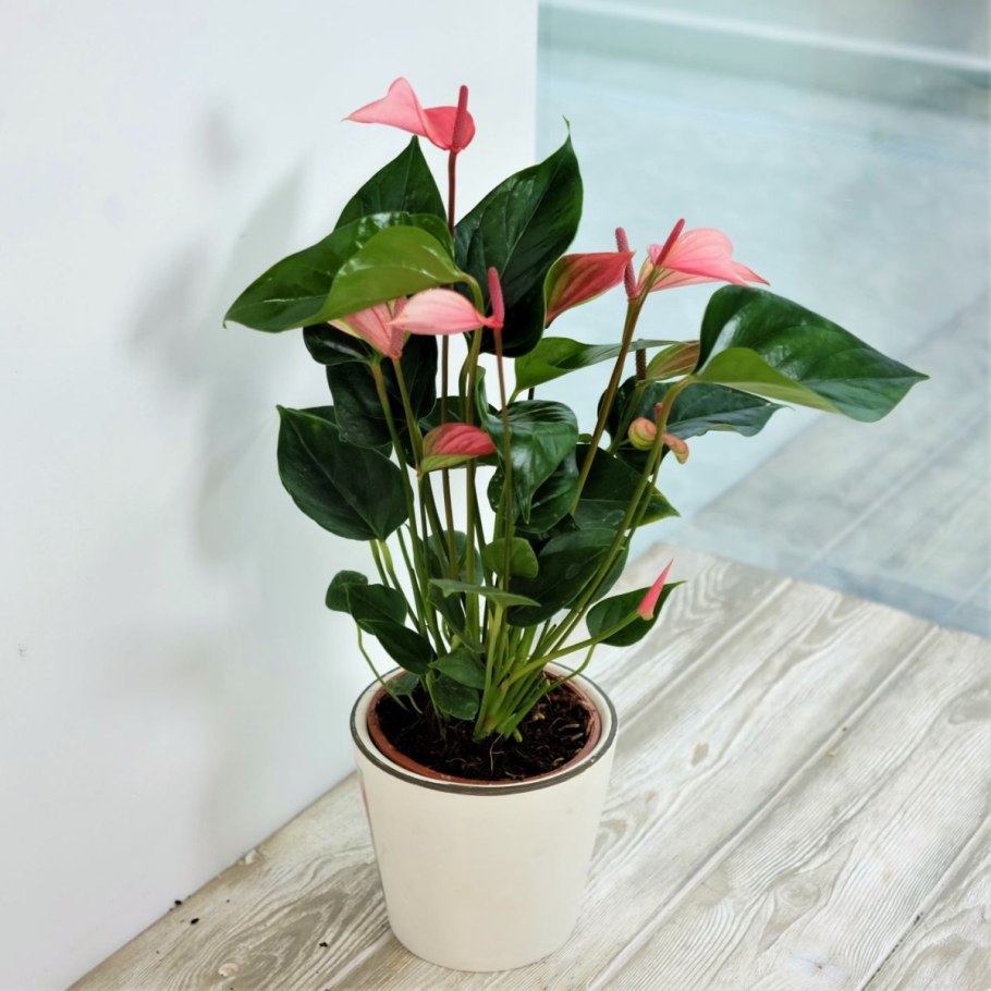 Антуриум Андрианум Зизу d12