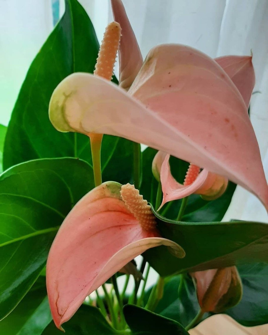 Антуриум Валера