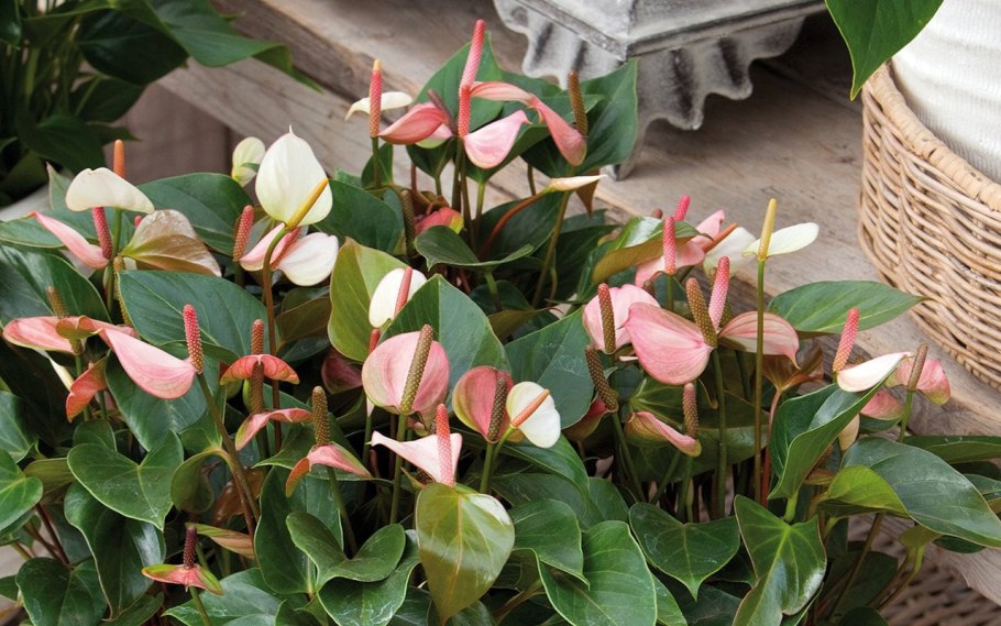 Антуриум Элеганс