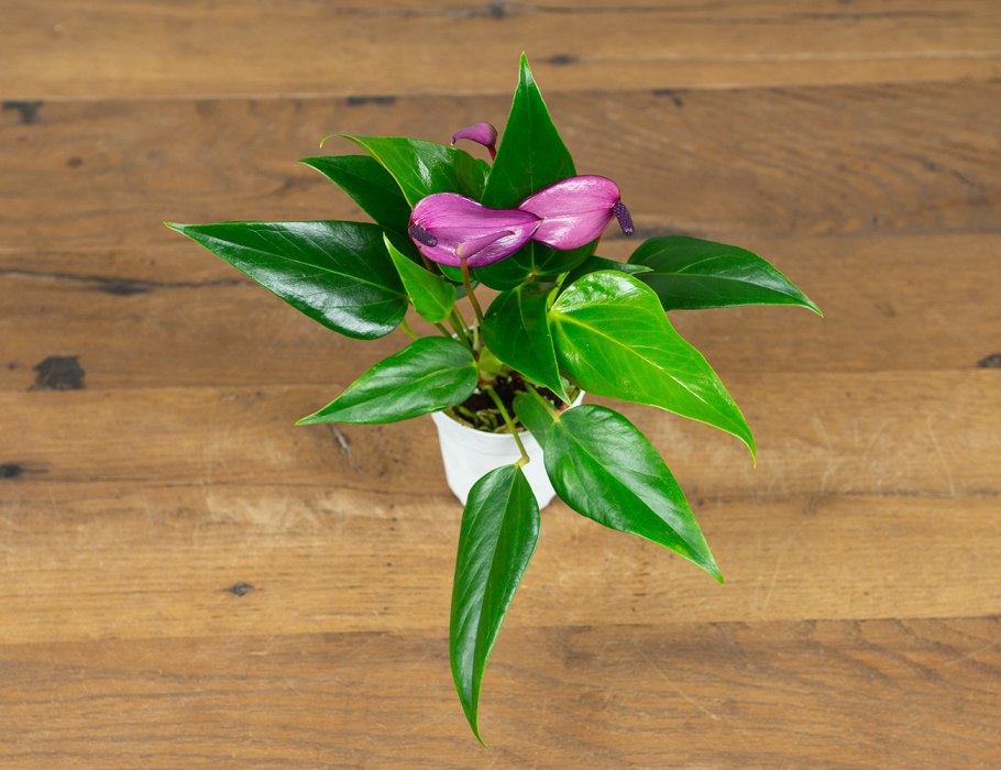 Антуриум Фиорино