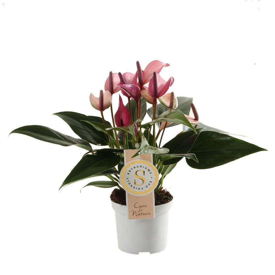 Антуриум Leganza zalm