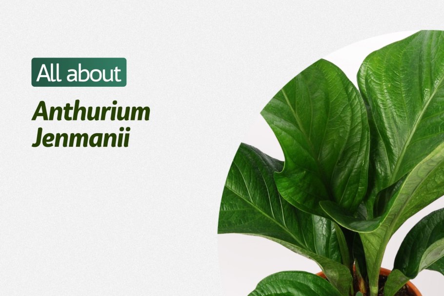 Антуриум Андре Зизу