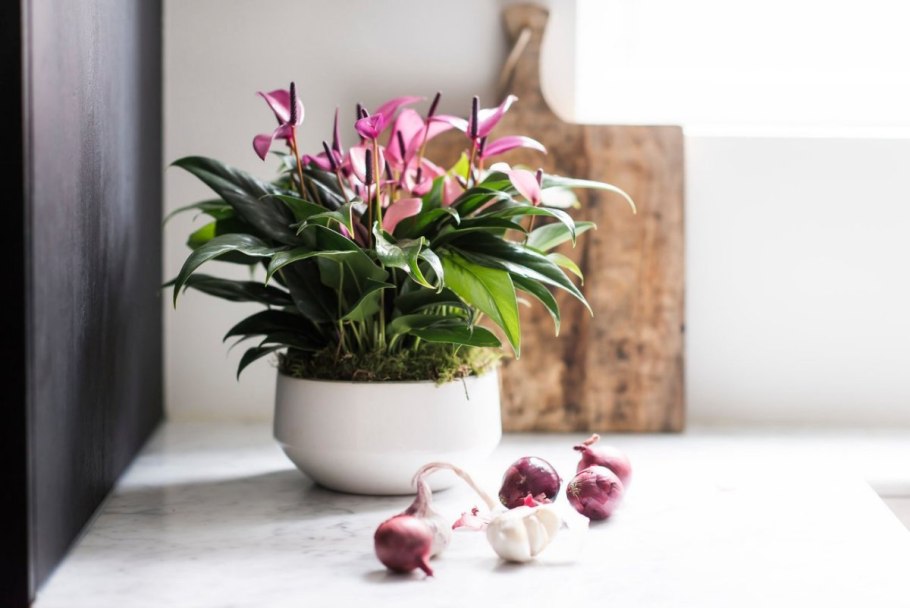 Антуриум пентафиллум