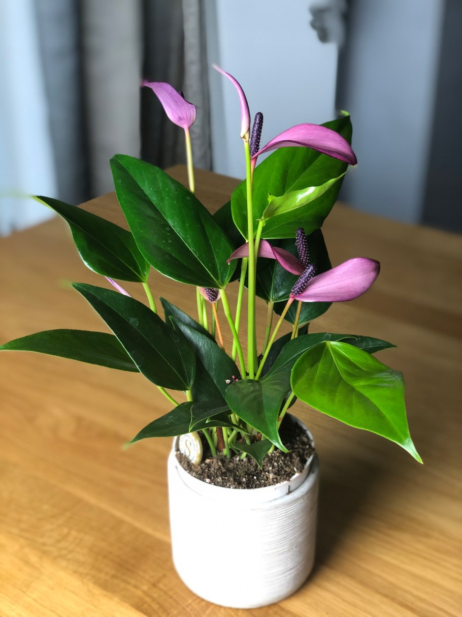 Гибискус, Антуриум, рододендрон в одном букете