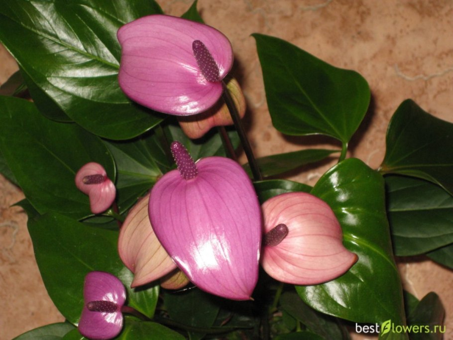 Антуриум Андре Отазу Браун