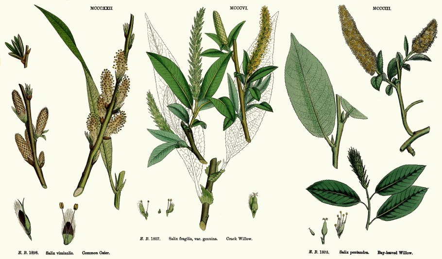 Ива ломкая- Salix fragilis плод