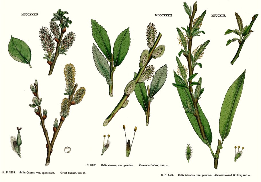 Ива ломкая Salix fragilis roksensis