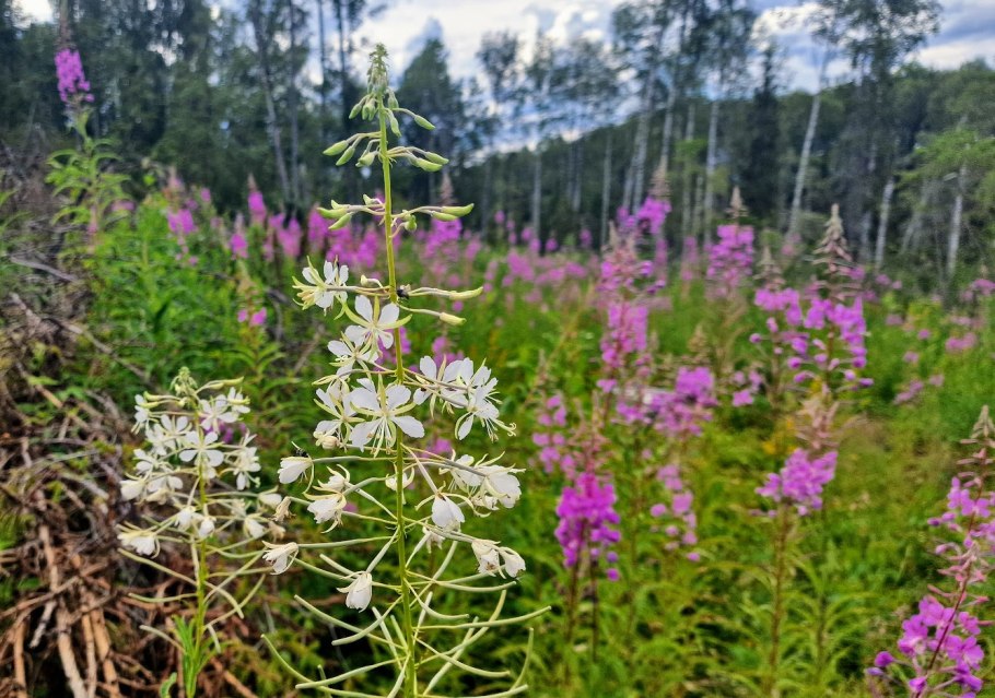 Кипрей узколистный морфология
