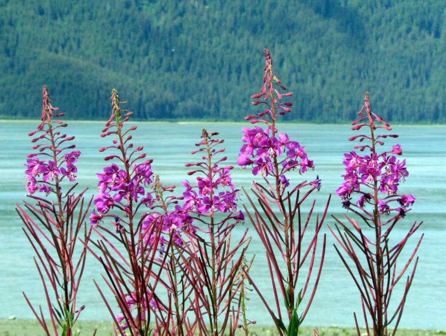 Кипрей узколистный