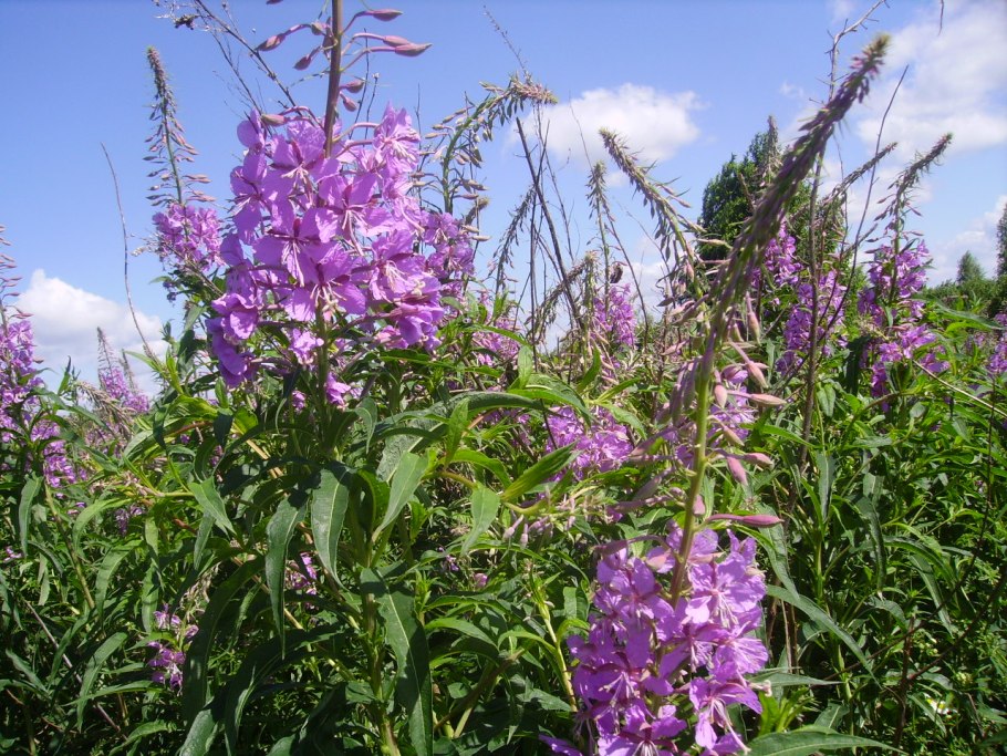 Иван чай на Аляске