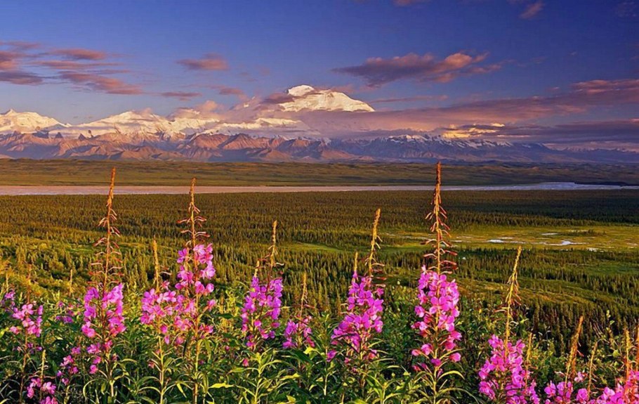 Кипрей Луговой