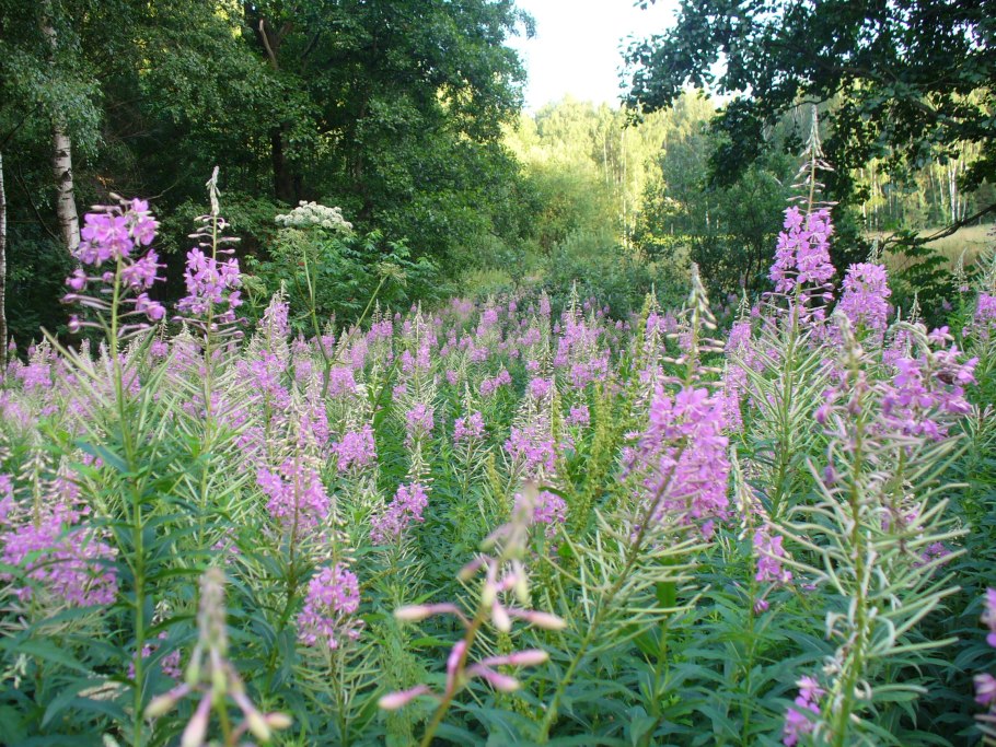 Иван-чай кипрей, 50 г