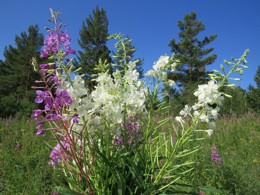 Белый Иван-чай кипрей