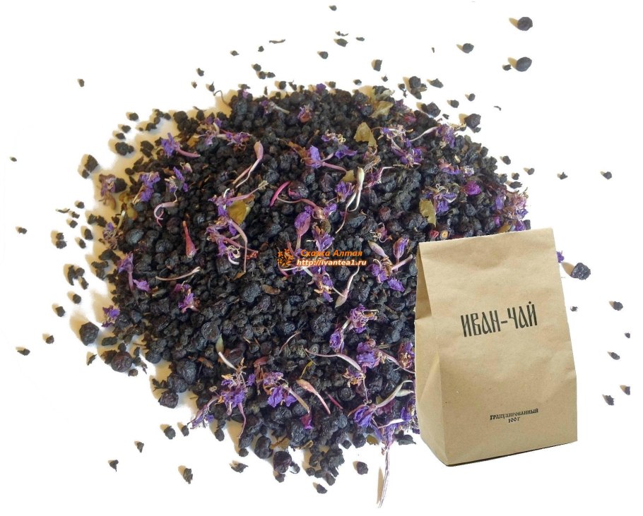 Кипрей травянистое растение на белом фоне