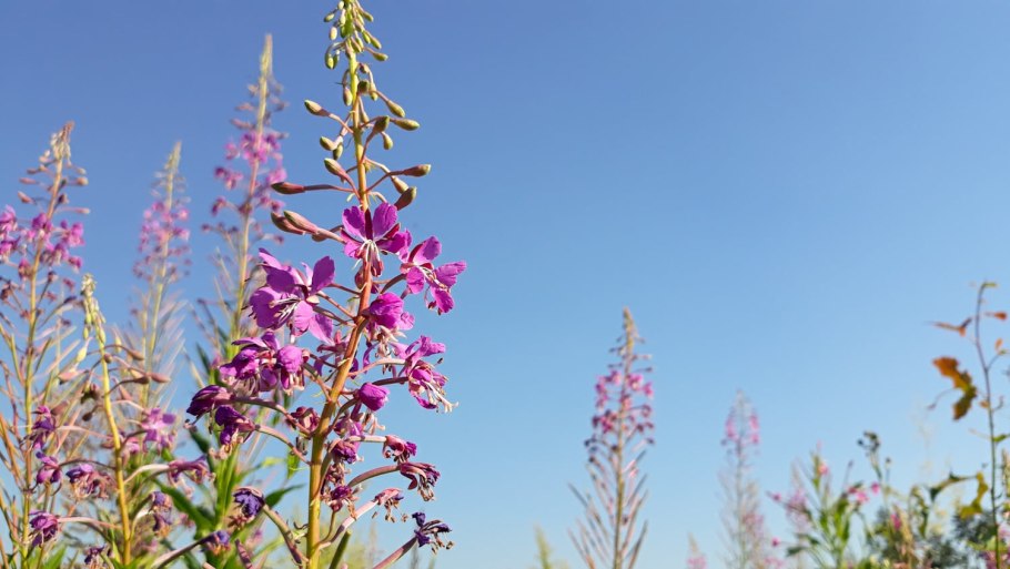 Полевые цветы льнянка, осот, Иван чай