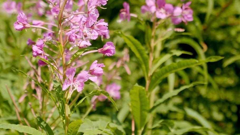 Иван чай ферментированный русский чай