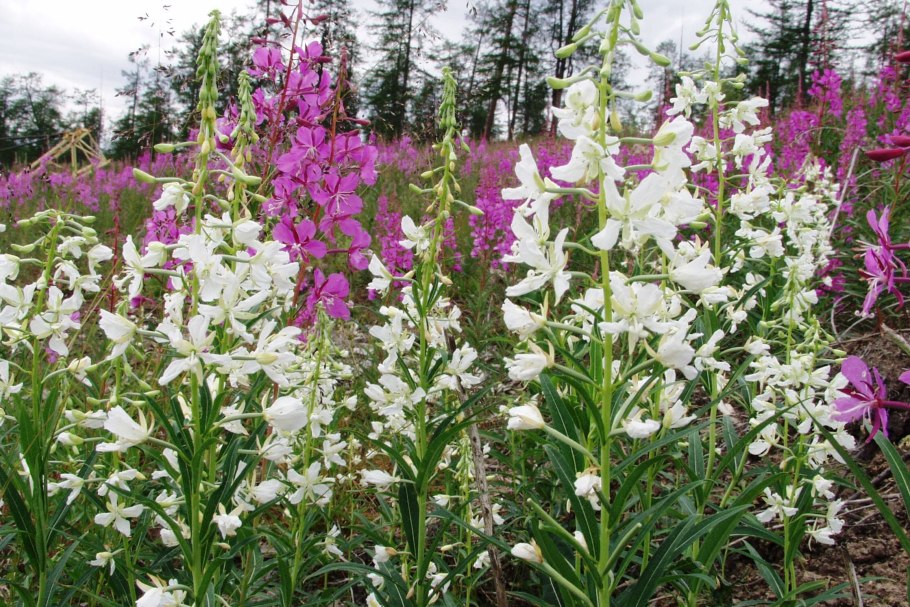 Кипрей Альба