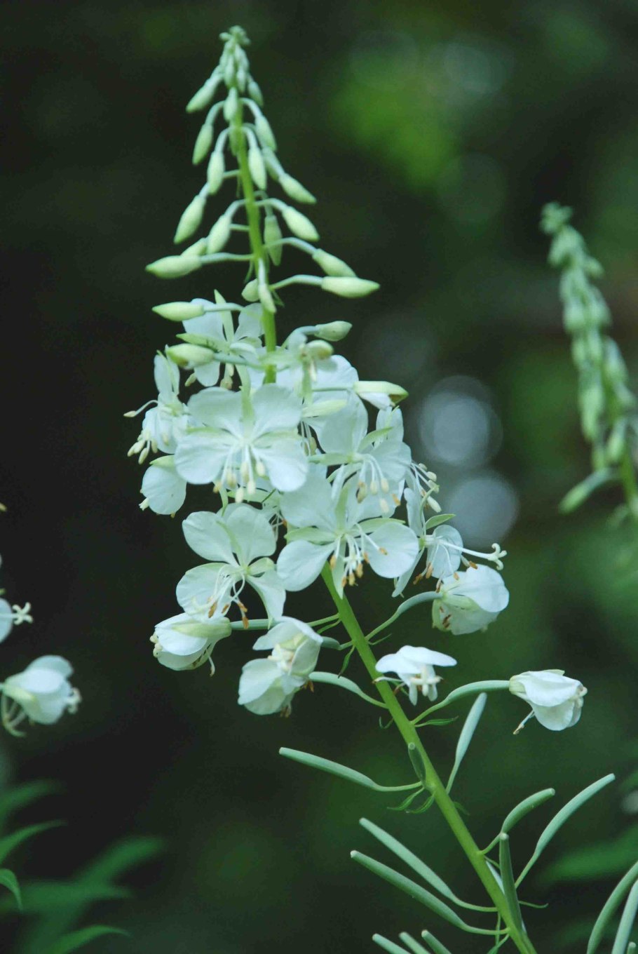 Чай Саган-дайля Иван-чай