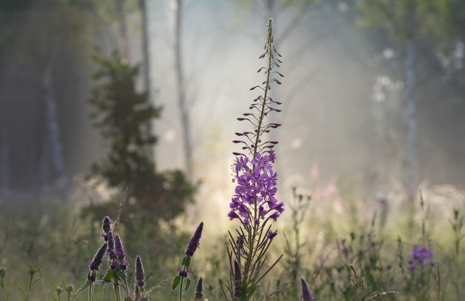 Медведь в Иван чае