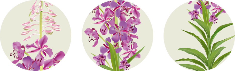 Кипрей узколистный