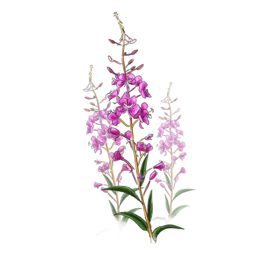 Иван-чай "купальский"