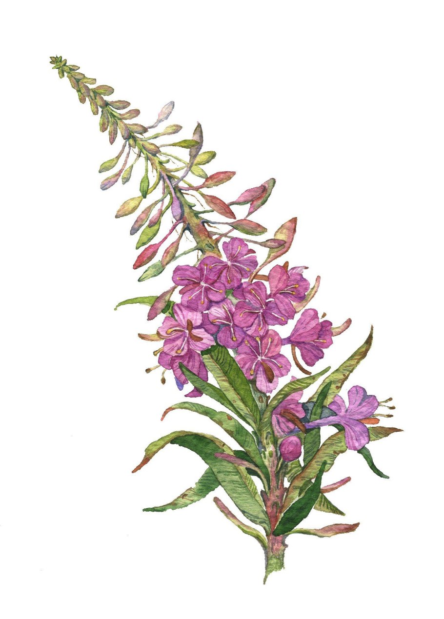 Душица, чабрец, Иван-чай