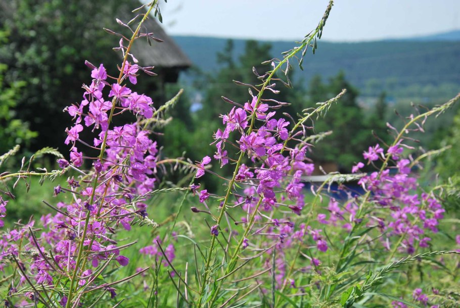 Иван чай отцветший