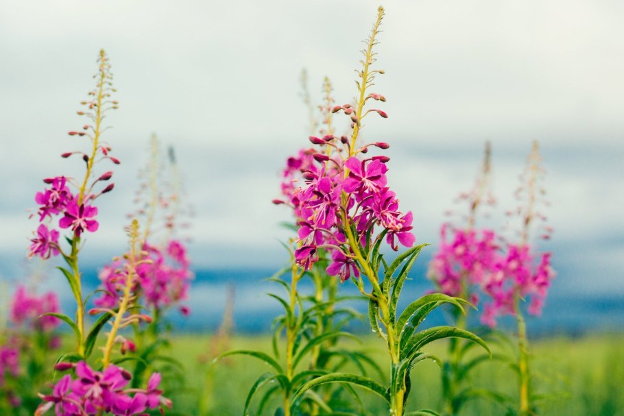 Кипрей листиком