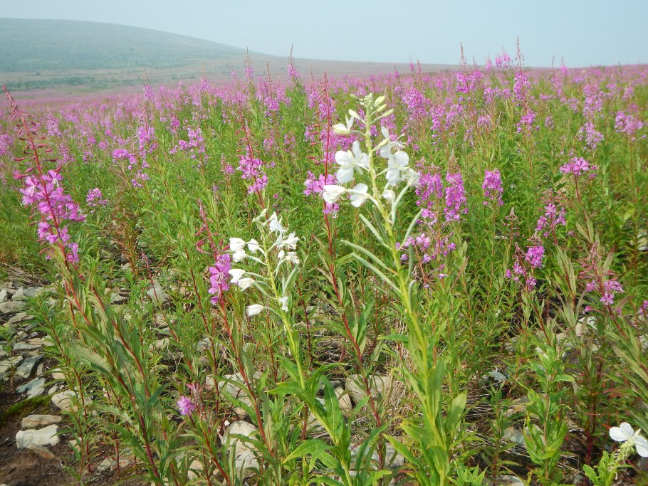 Белый Иван чай