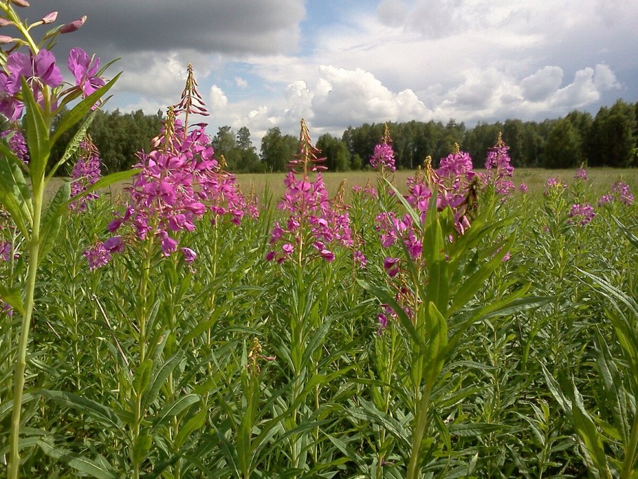 Карабашский чай